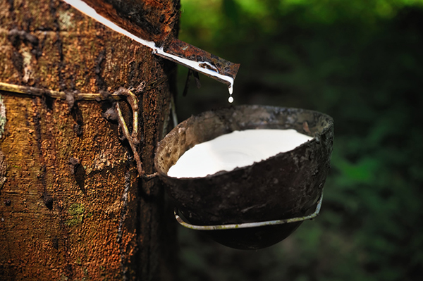 Ministry of Agriculture organises rubber tapping contests to improve quality and productivity