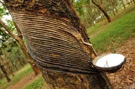 Malaysia: Rubber market to trade mixed next week