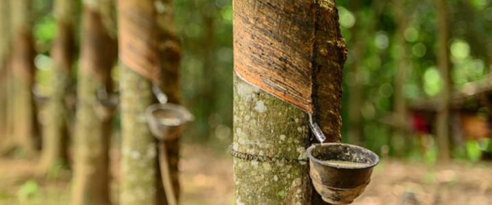 No Bounce in Sight for Rubber Prices Plagued by Oversupply