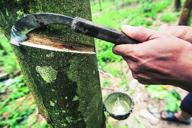 DOSM: Natural Rubber Production Jumps 20.6% In October 2024