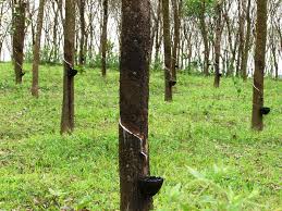 Rubber sales touch $640 million, says MAFF report