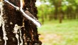 EU deforestation rules push Thai rubber farmers to seek support